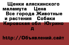 Щенки аляскинского маламута  › Цена ­ 15 000 - Все города Животные и растения » Собаки   . Кировская обл.,Югрино д.